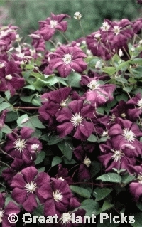 Clematis viticella 'Etoile Violette'              